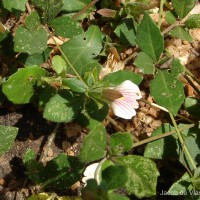 Blepharis maderaspatensis (L.) B.Heyne ex Roth